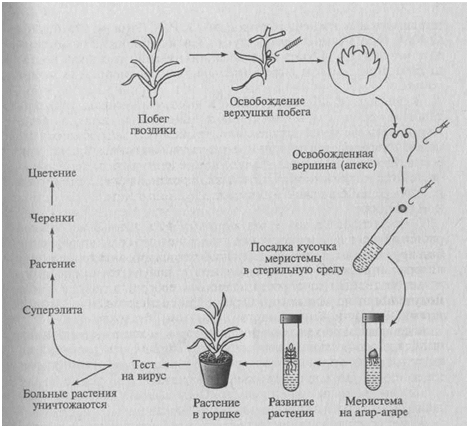 Установите последовательность этапов выращивания растения