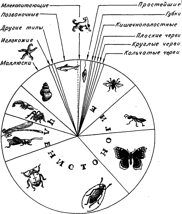 Количество видов животных. Соотношение числа видов разных организмов. Соотношение типов животных по числу видов. Соотношение видов насекомых диаграмма. Соотношение количества видов разных групп животных на земле.