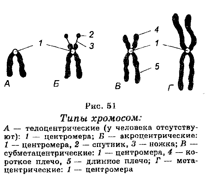 Строение хромосомы человека рисунок