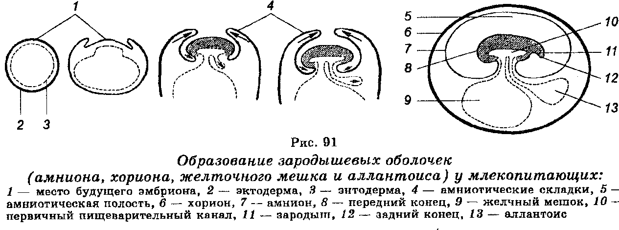 Схема строения зародышевых оболочек и плаценты млекопитающих