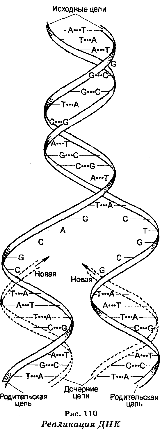 Схема репликации днк биохимия