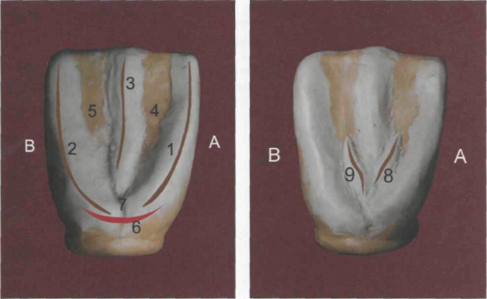 Клык сверху зубов. Верхний медиальный резец. Центральный резец верхней челюсти анатомия. Латеральный резец верхней челюсти. Анатомия фронтальных зубов верхней челюсти.
