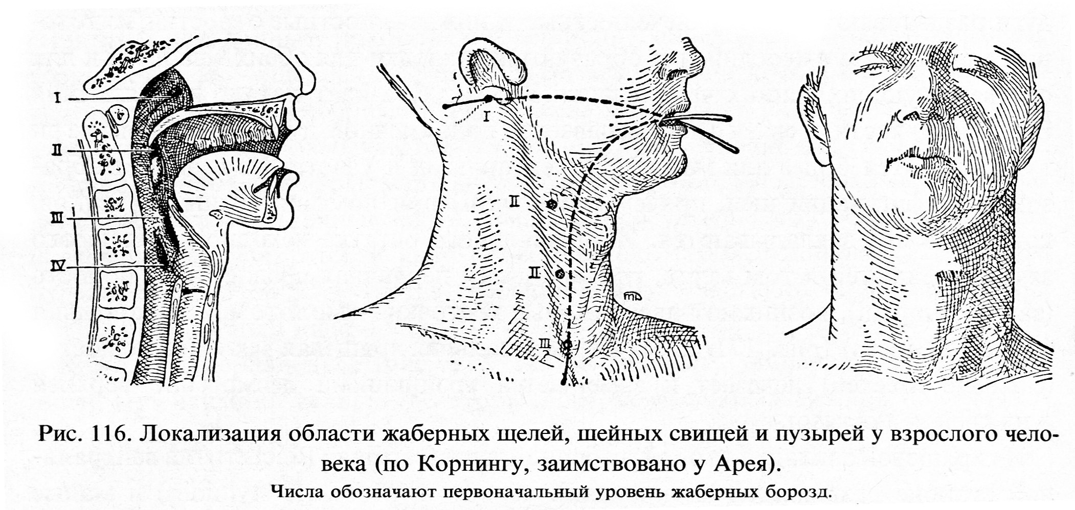 Анатомия гюнтера фон хагенса