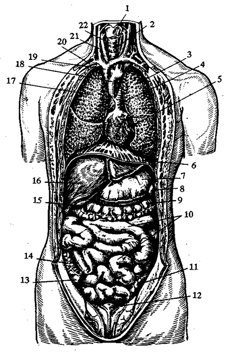 Схема внутренних органов человека брюшной полости мужчины рисунок