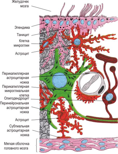 Структурной единицей нервной ткани является лимфоцит