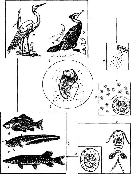 Тип развития щуки. Ремнец обыкновенный жизненный цикл. Жизненный цикл рыб. Щука цикл развития. Цикл развития ремнеца обыкновенного.