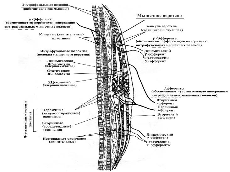 Схема проприоцептивного анализатора