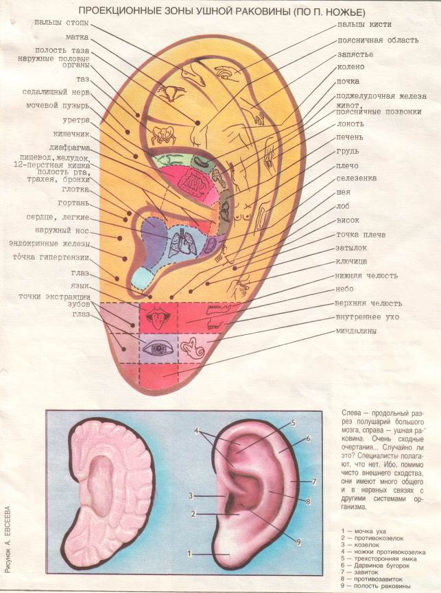 Точки на ушах отвечающие за органы фото
