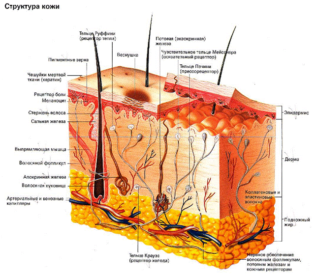Назовите три слоя кожи и обозначьте их на рисунке