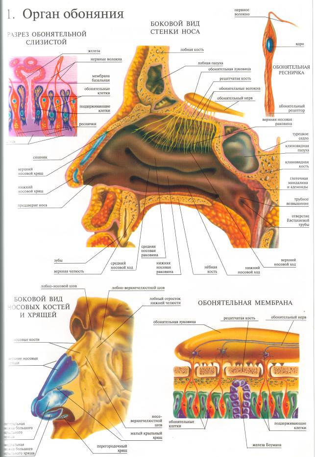 Организм обоняния. Орган обоняния анатомия строение. Орган обоняния нос строение. Схема строения органа обоняния. Строение органа обоняния рисунок.