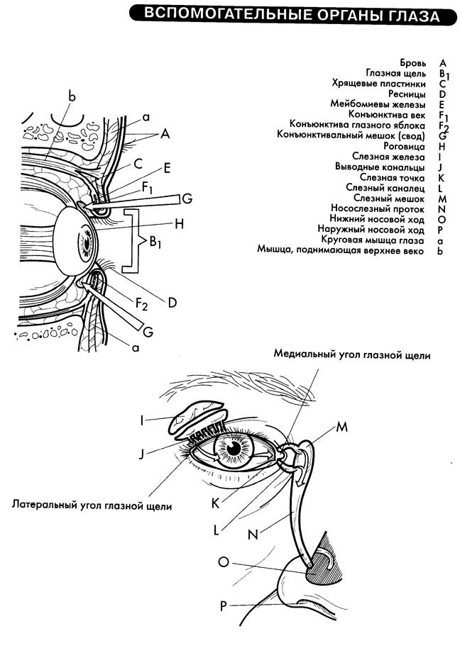 Вспомогательные строение глаза. Вспомогательный аппарат глаза слезный аппарат глаза. Слезный аппарат глаза анатомия схема. Строение вспомогательного аппарата глаза схема. Слезные железы анатомия схема.