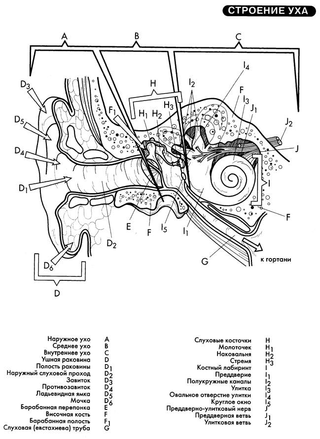 Структура ухи. Схема строения наружного среднего и внутреннего уха. Строение уха схема анатомия. Устройство среднего уха человека схема. Структура уха человека схема.