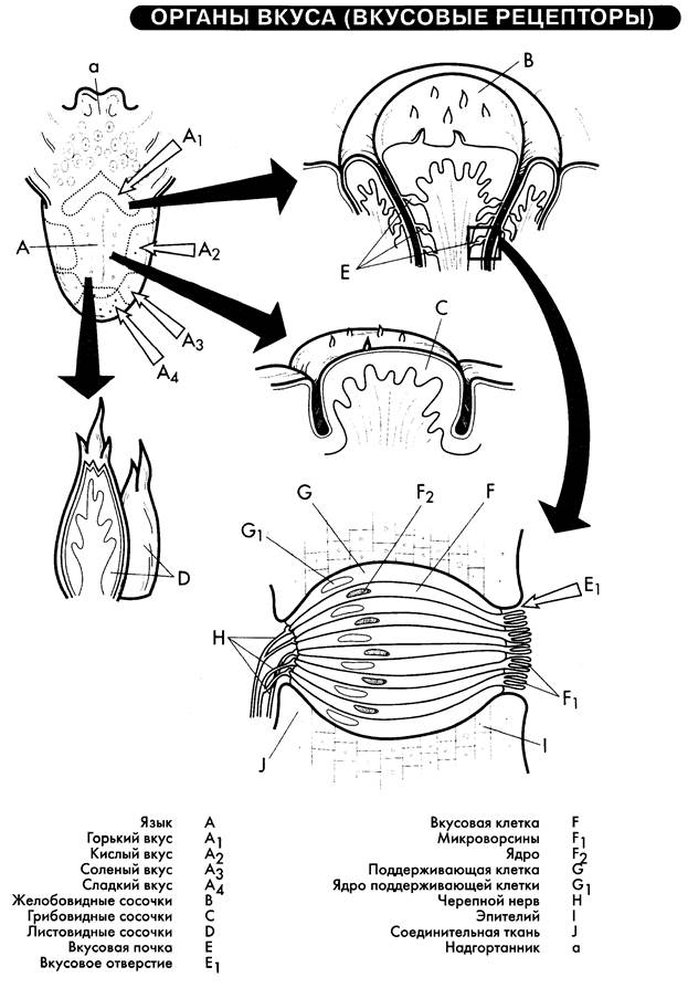 Схема вкусового рецептора