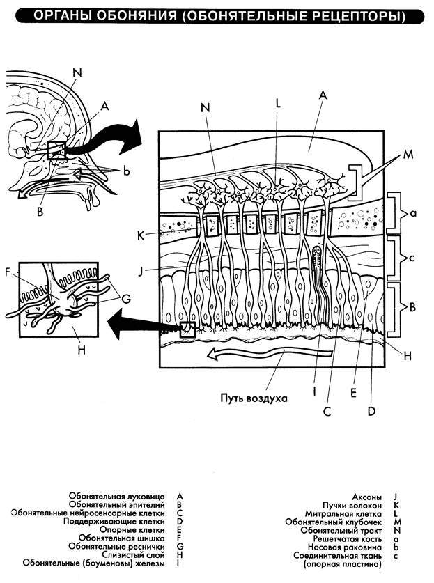 Орган обоняния 8 класс. Схема строения обонятельных рецепторов. Схема строения органа обоняния. Строение органа обоняния рисунок. Основные элементы обонятельного рецептора.