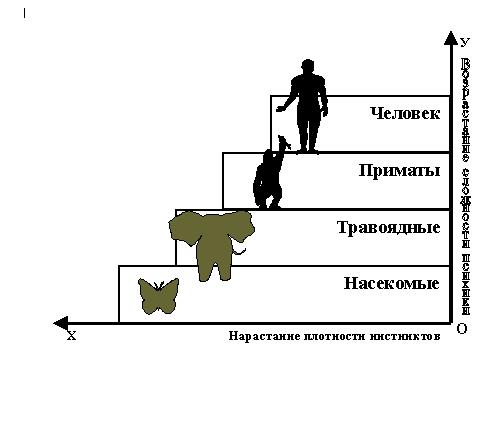 Лестница жизни биология 9 класс проект