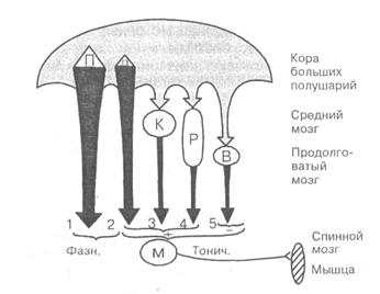 Двигательная моторная единица это