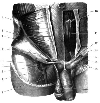 Анатомия мужчины паховая