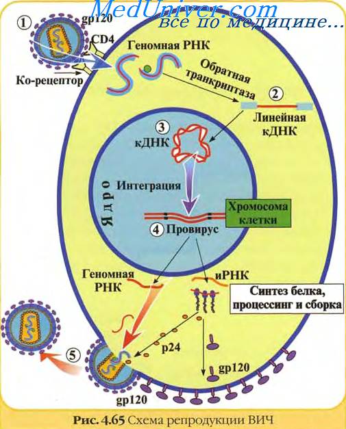 Патогенез вич инфекции схема