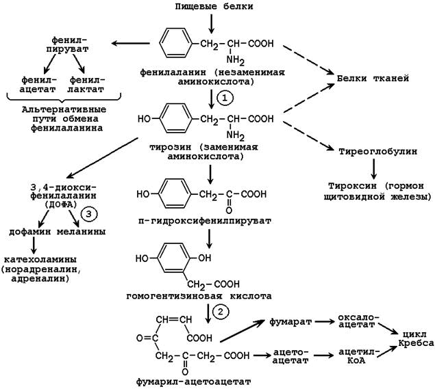 Фенилаланин биохимия. Фенилкетонурия биохимия реакция. Обмен фенилаланина и тирозина биохимия. Фенилаланин тирозин схема. Схема нарушения обмена тирозина и фенилаланина.