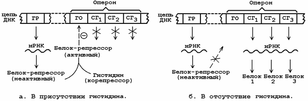 Схема регуляции синтеза белка у прокариот