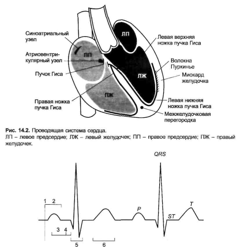 Миокард левого предсердия. Проводящая система сердца ЭКГ. Патология синоатриального узла ЭКГ. Электрокардиограмма и Проводящая система сердца. Проводящая система сердца и кардиограмма.