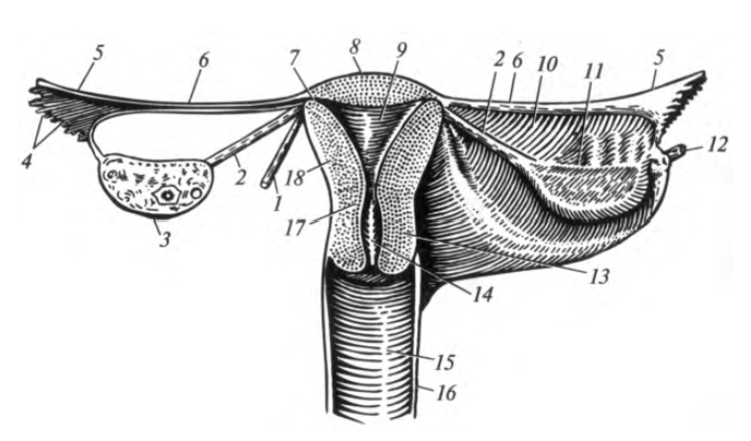 Женская половая система матка. Перешеек матки анатомия. Матка яичники трубы анатомия. Женская половая система анатомия внутренние органы перешеек матки. Бахромки маточной трубы анатомия.