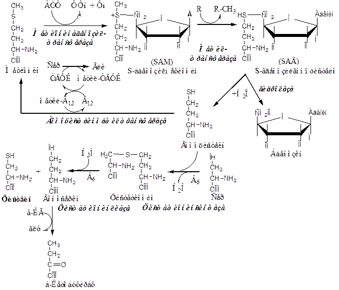 Метионин и реакции трансметилирования. Реакции синтеза цистеина из метионина. Реакция образования s-аденозилметионина. Реакция из с аденозилметионина Холин. Структура активного метионина