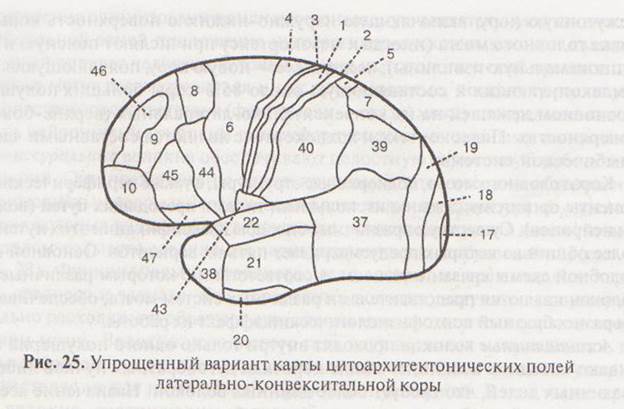 Карта полей мозга по бродману