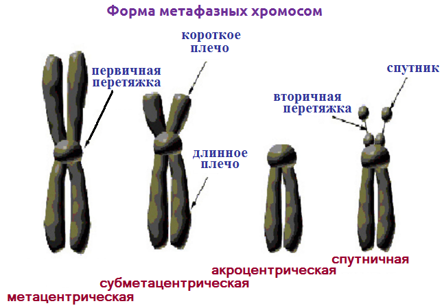 47 хромосом фото хромосом