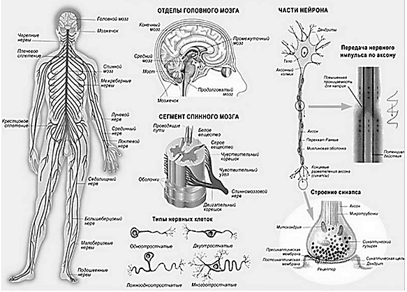Составь верную схему функционального деления нервной системы человека установи какими цифрами