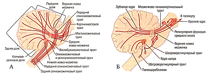 Мозжечок волокна. Афферентные и эфферентные пути мозжечка. Афферентные и эфферентные проводящие пути мозжечка схема. Афферентные и эфферентные связи мозжечка с другими структурами мозга. Эфферентные пути мозжечка неврология.