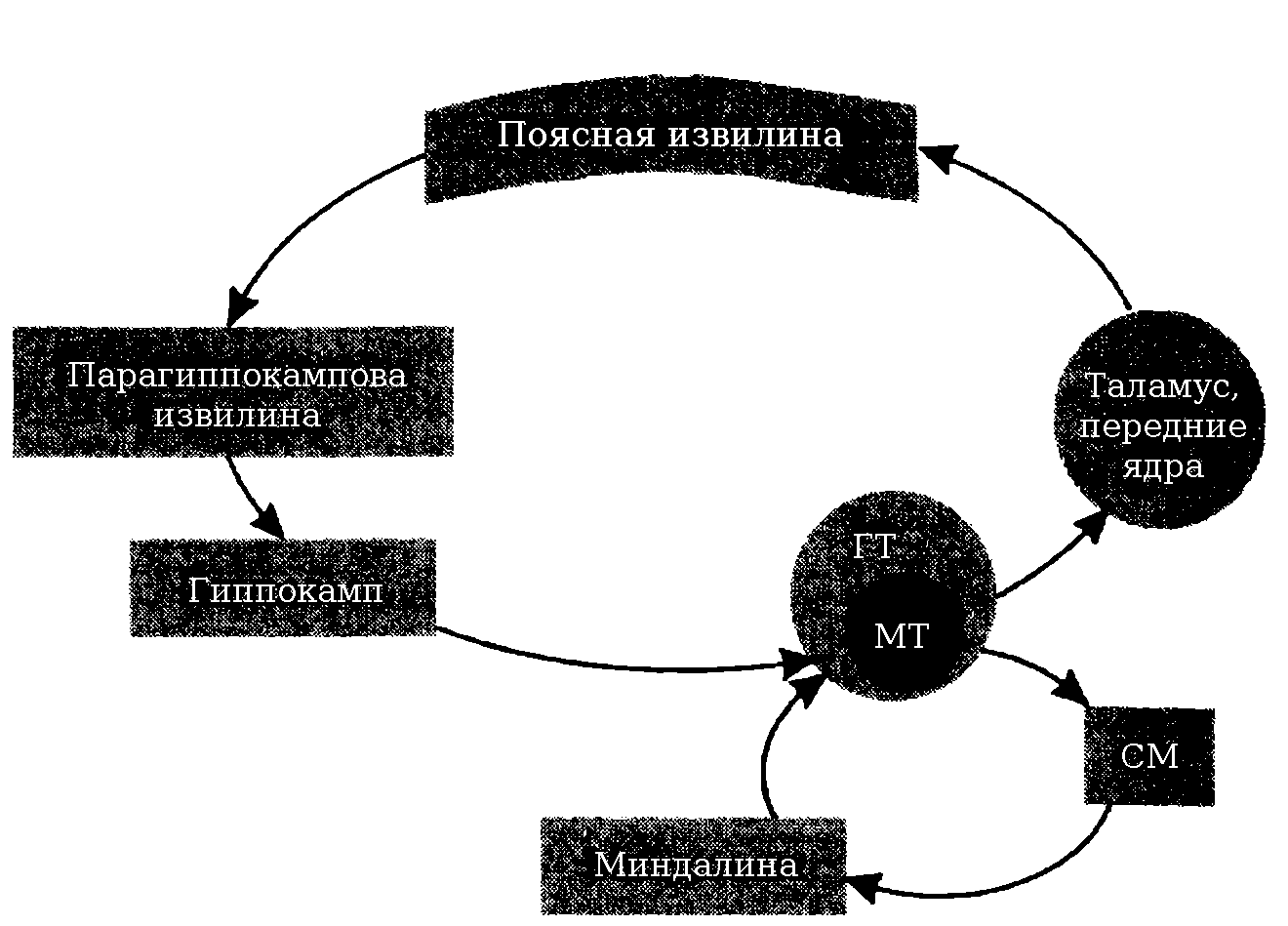 Система круг. Круг Наута лимбическая система. Круг Пейпеца лимбическая система. Схема основных внутренних связей лимбической системы. Большой круг Пейпеца физиология.