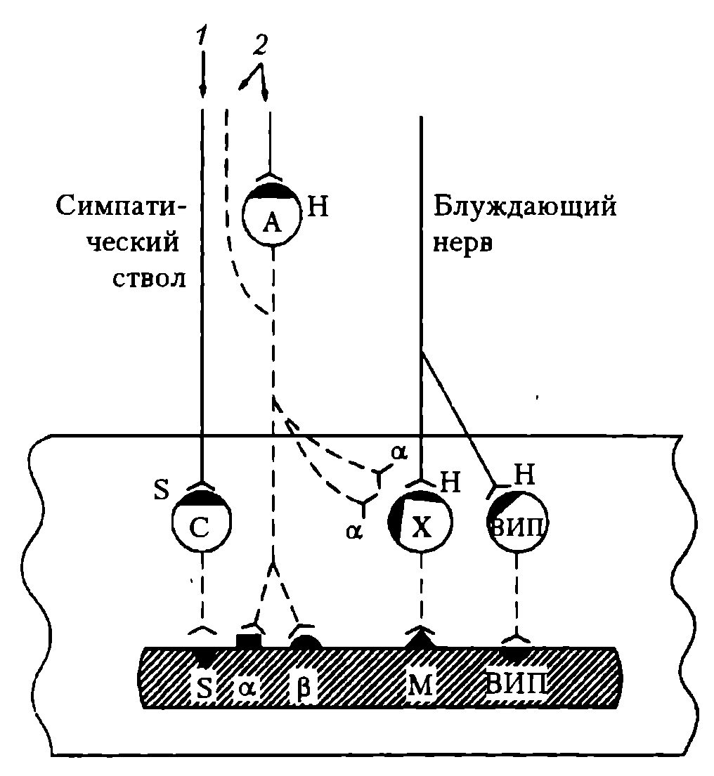 Схема эфферентной иннервации