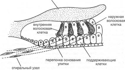 Схематическое изображение кортиева органа