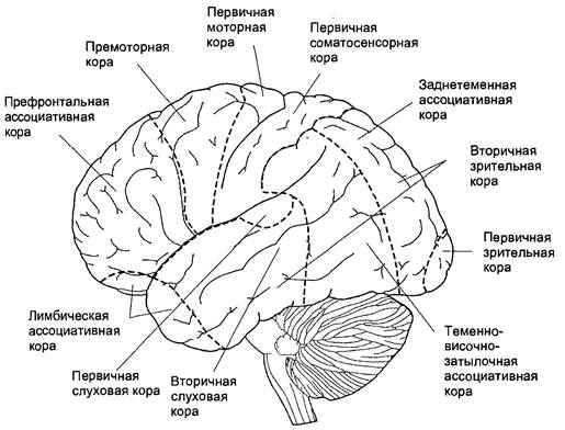 Моторные зоны мозга. Премоторные отделы головного мозга. Премоторные отделы левого полушария головного мозга.