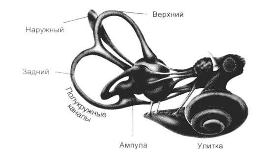 Рассмотрите на рисунке 88 устройство вестибулярного аппарата и разъясните какое значение имеет