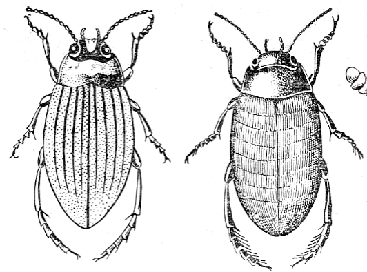 Жук-плавунец части тела схема