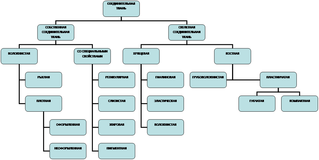 Соединительная ткань классификация. Классификация соединительной ткани схема. Структурно логическая схема соединительная ткань. Классификация соединительной ткани гистология. Графологическая схема соединительная ткань.