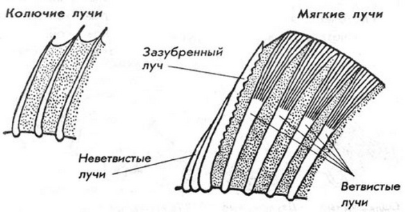 Рассмотрите плавники как они расположены сколько их подпишите на рисунке названия плавников