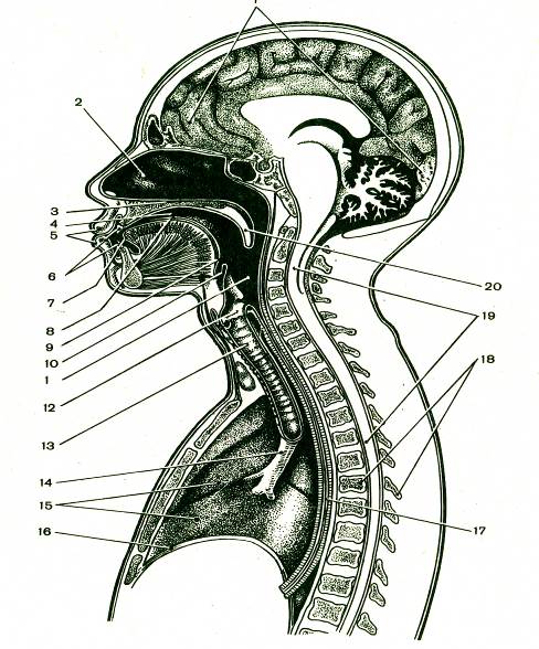 Схема иннервации речевого аппарата
