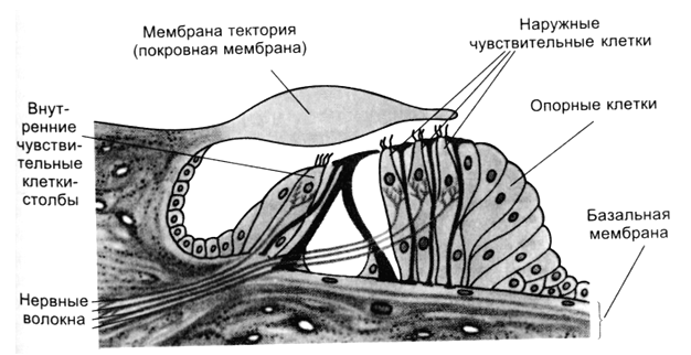 Воспримут изображенные на рисунке рецепторные клетки