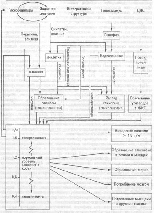 Схема процесса поддерживающего уровень глюкозы в крови при углеводном голодании