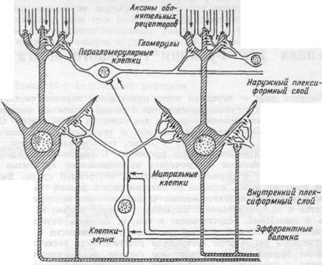 Схема строения обонятельной сенсорной системы