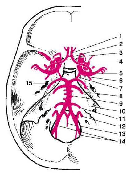 Артерии головного мозга картинка