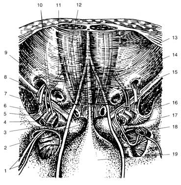 Паховые грыжи анатомия пахового канала thumbnail