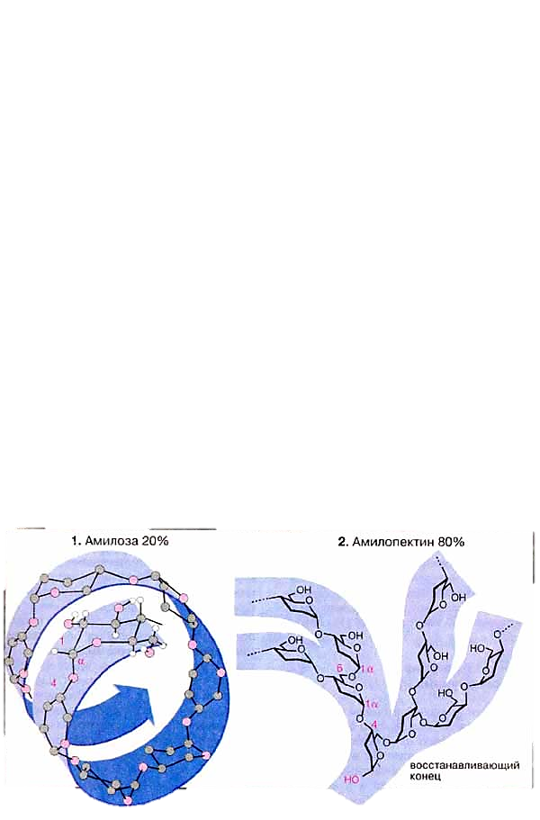 Представители полисахаридов