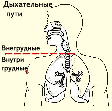 Покрытие дыхательных путей рисунок