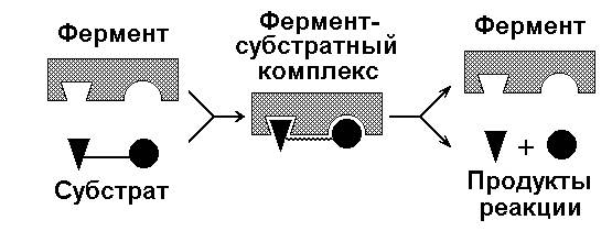 Схема работы фермента