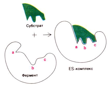 Схема анри ферменты