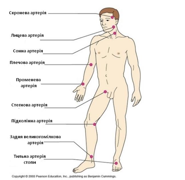 Места определения пульса картинки